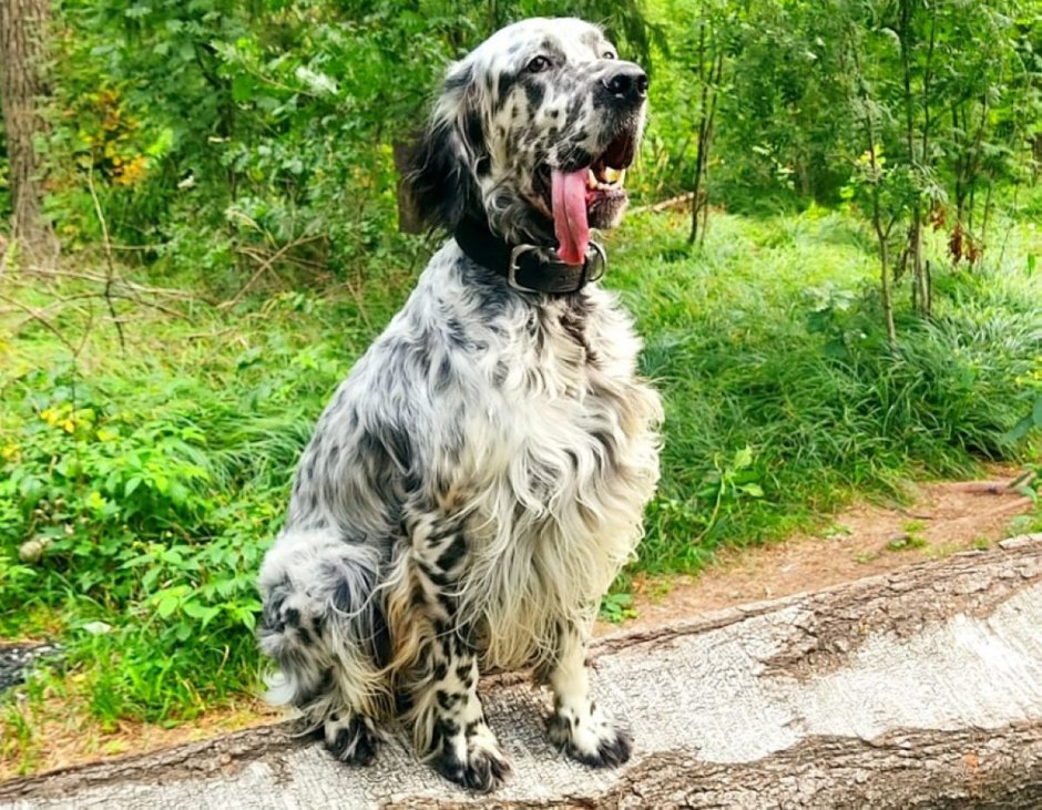 Английский сеттер и Пойнтер