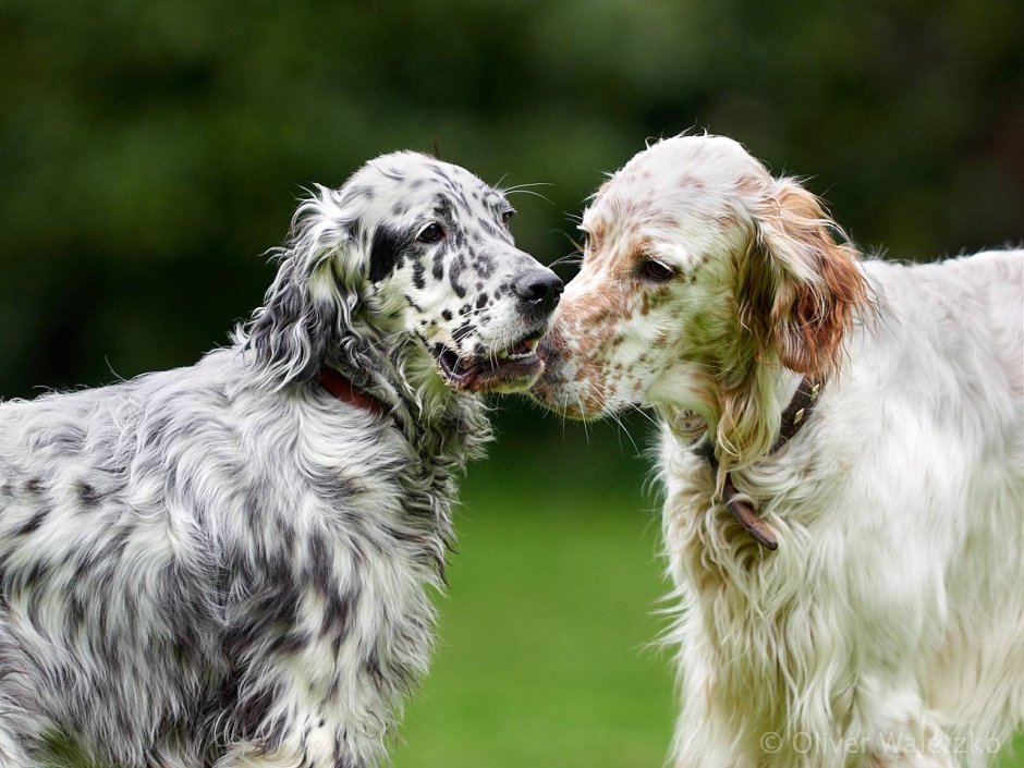 Английский сеттер