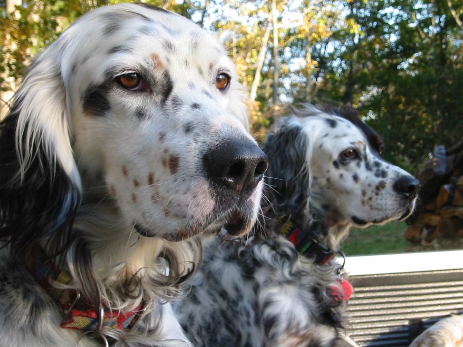 Шотландский сеттер легавые собаки