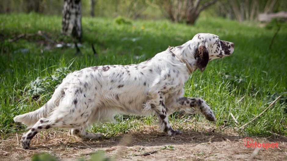 Английский сеттер лаверак