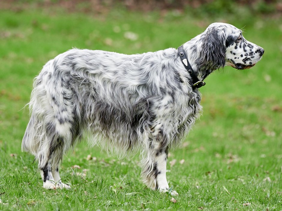 Немецкий кокер спаниель