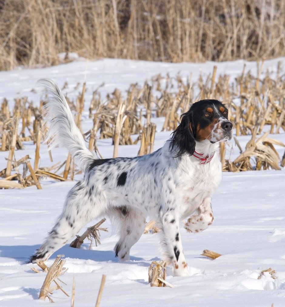 Бигль английский сеттер порода