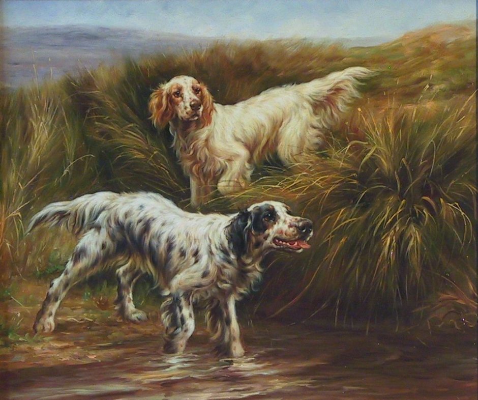 Сеттер лаверак