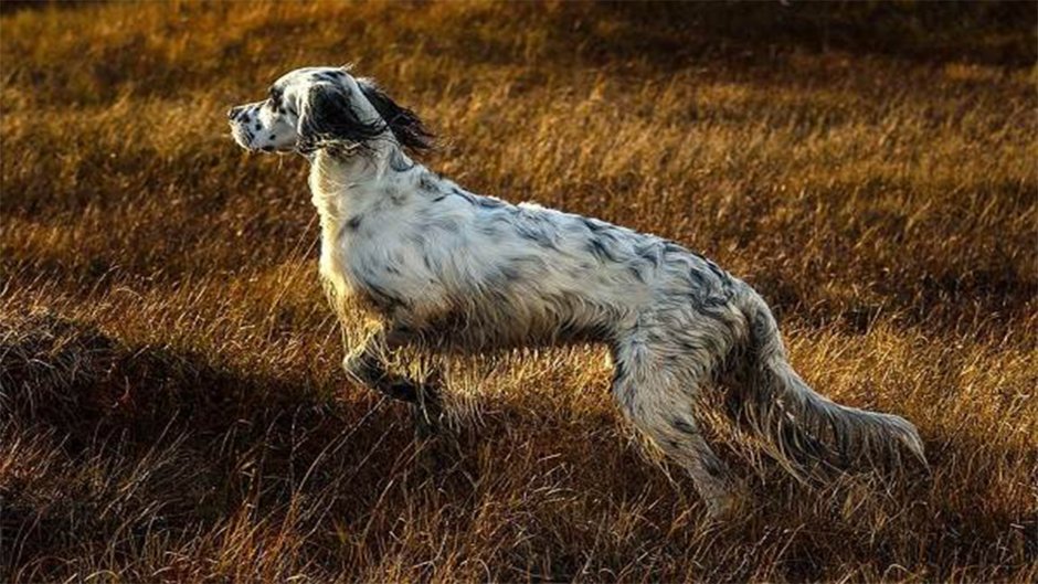 Порода английский сеттер