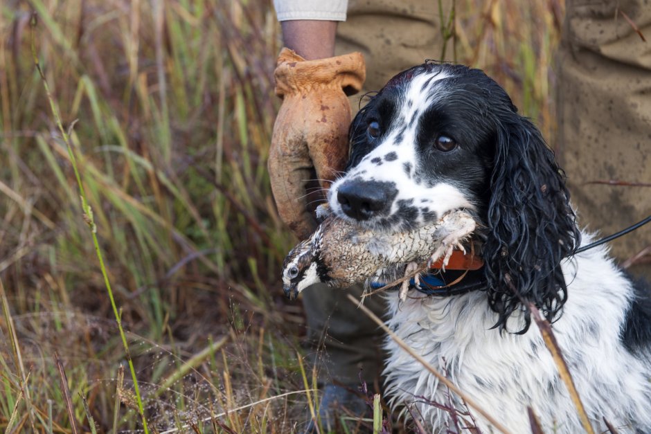 Сеттер Гордон Бим черное ухо