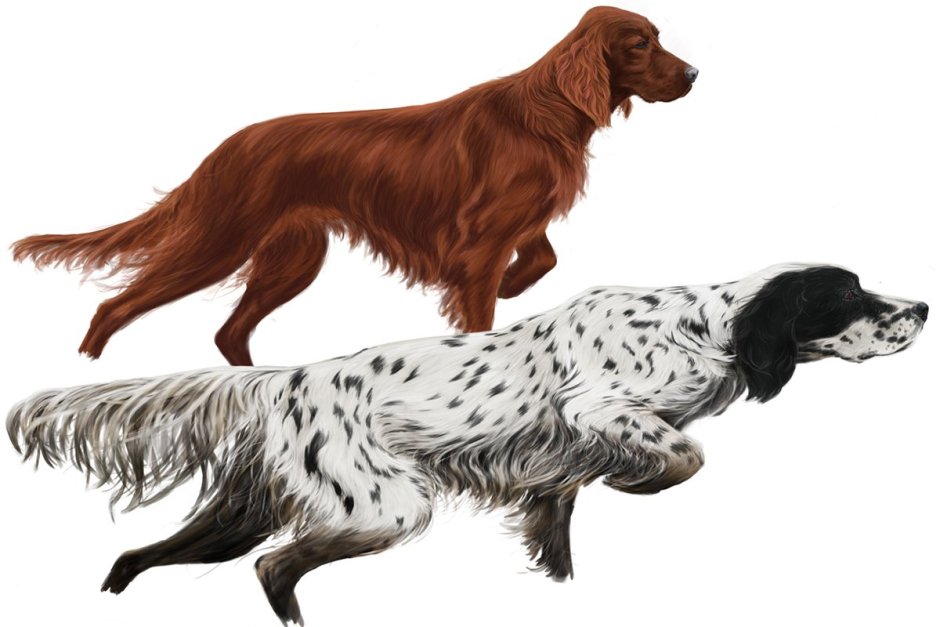 Английский сеттер стойка