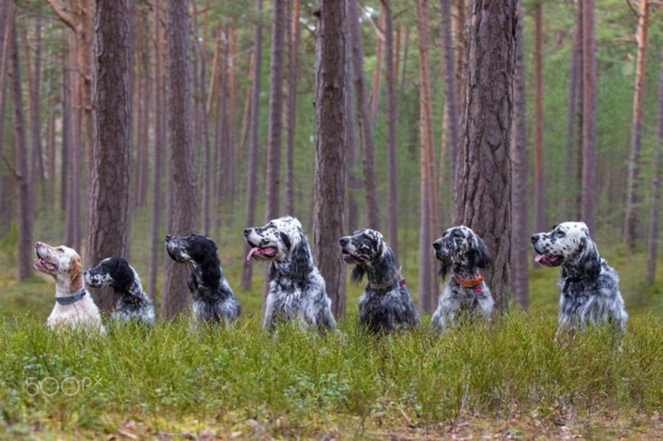 Английский сеттер собака