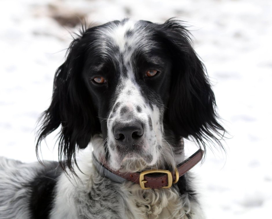 Английский сеттер трехцветный