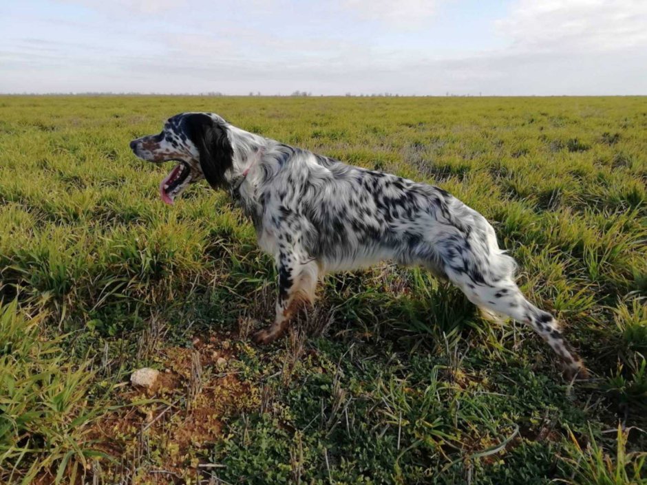 Томас Блинкс художник