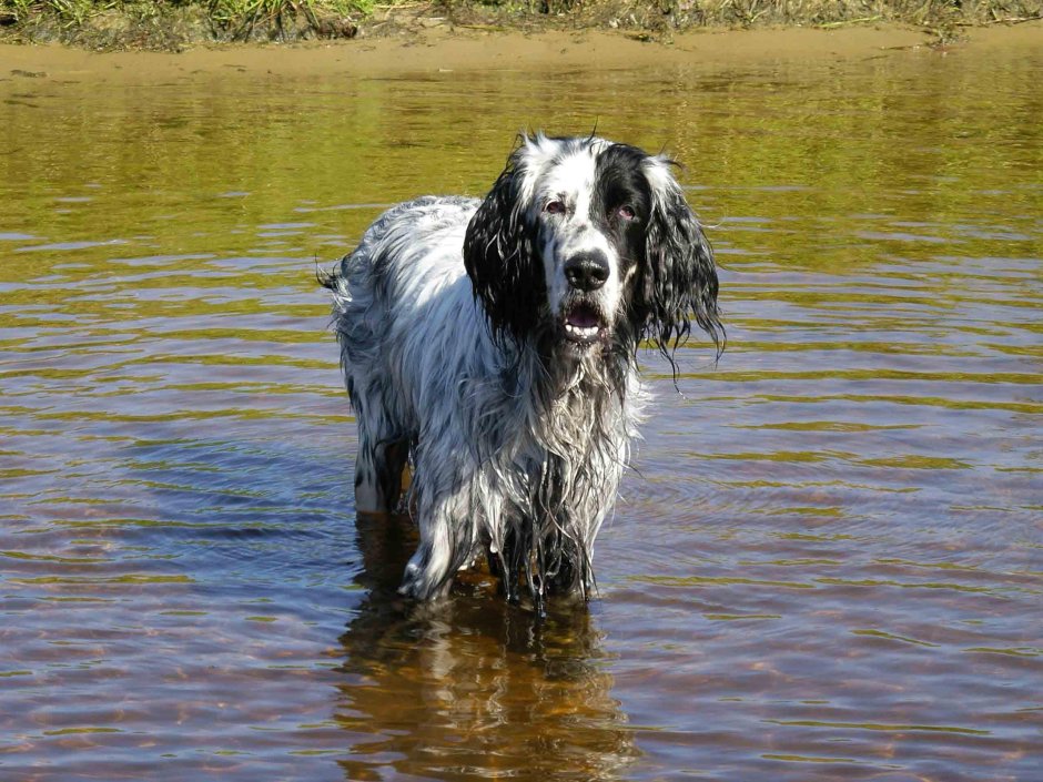 Английский сеттер