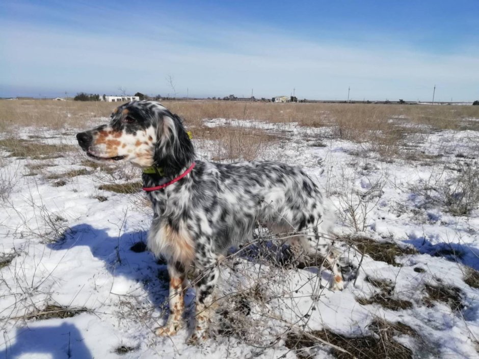 Английский сеттер собака