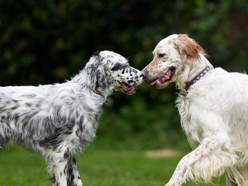 Сеттер Льюэллина