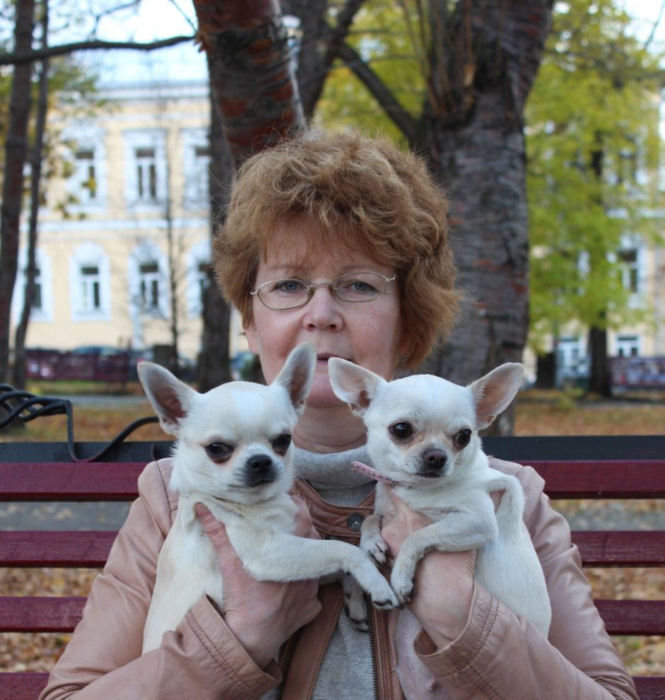 Померанский шпиц розовый