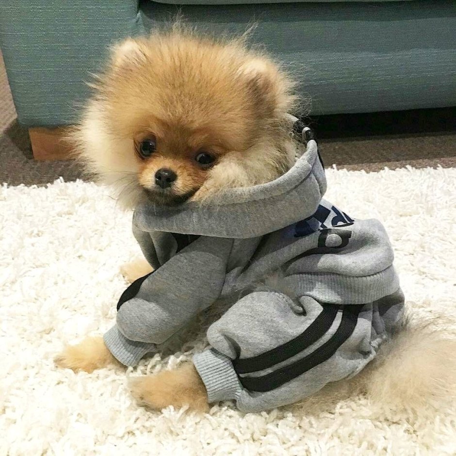 Chihuahua animatrinic