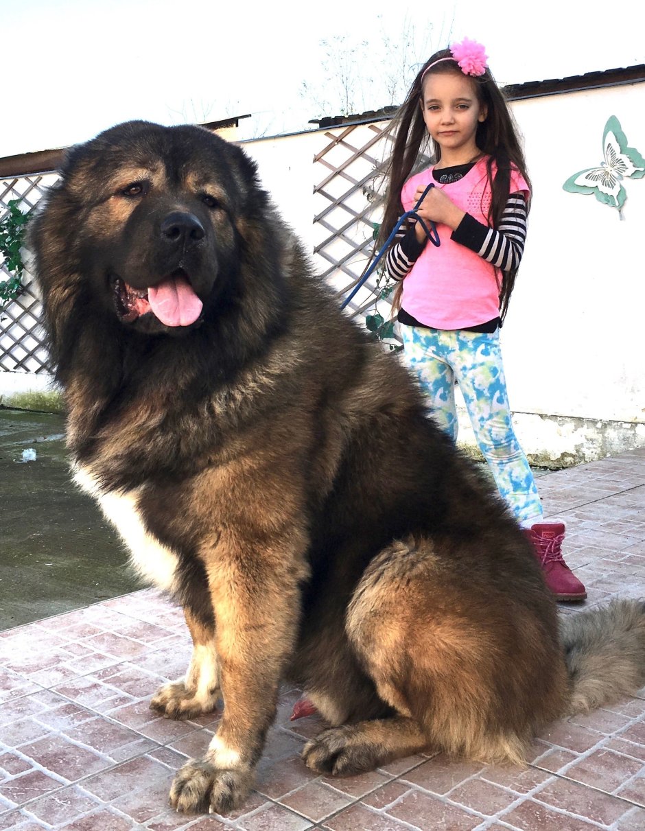 Кавказская овчарка гигант
