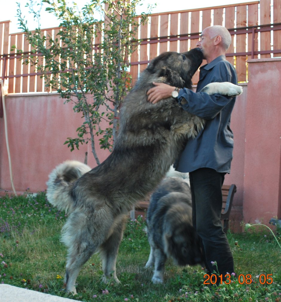 Гигантский волкособ Юки