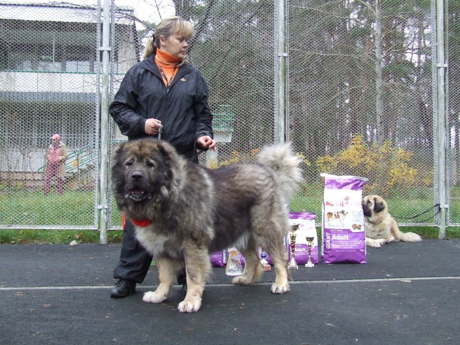 Shepard caucasian Dog