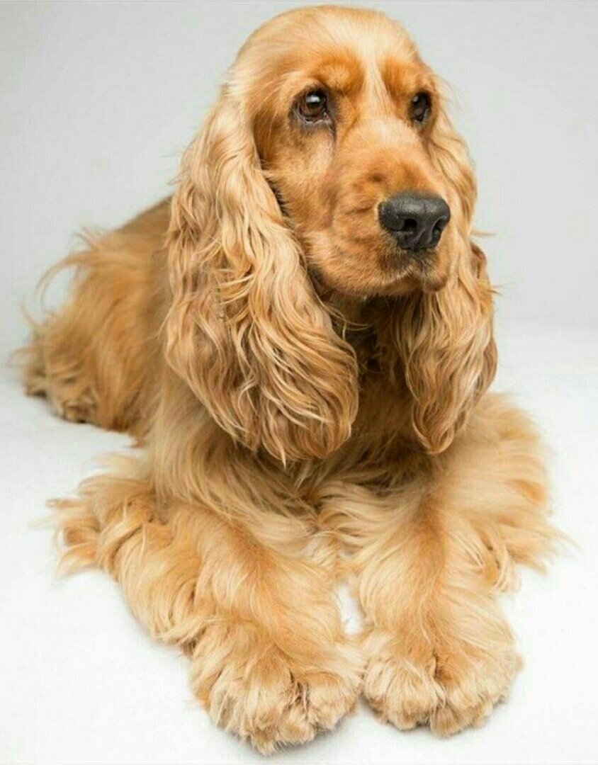 Испанский кокер спаниель