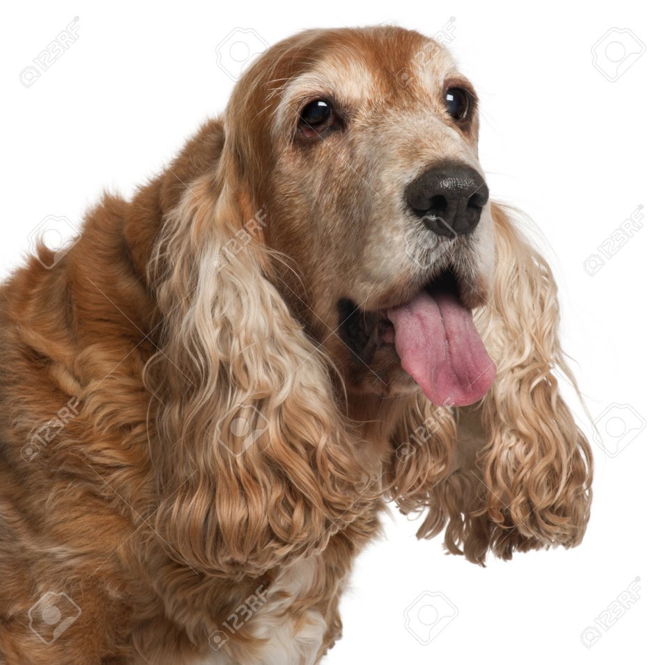 Американский кокер спаниель болят уши