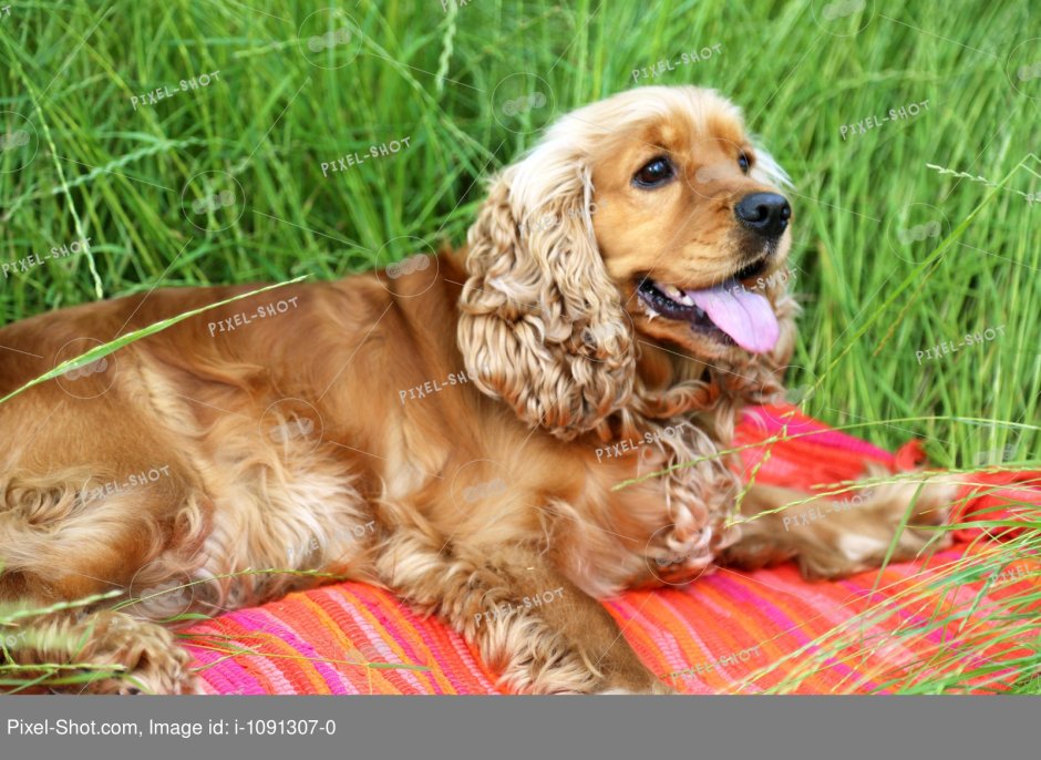 Американский кокер спаниель сила укуса