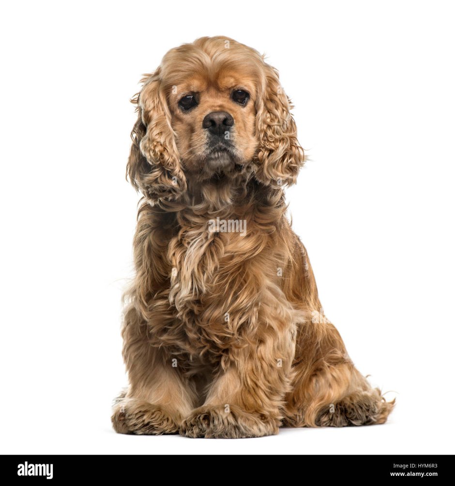 Английский кокер-спаниель