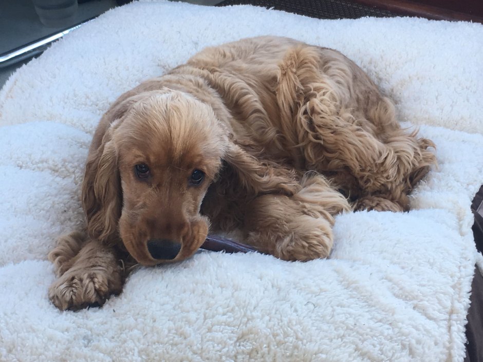 Кокер спаниель французский