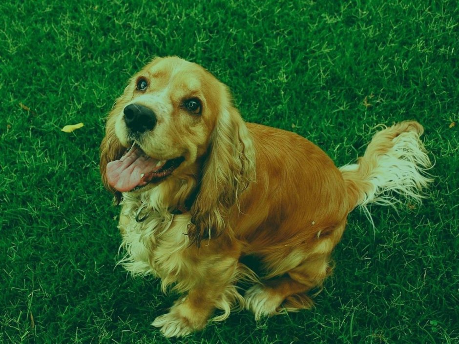 Золотистый кокер спаниель