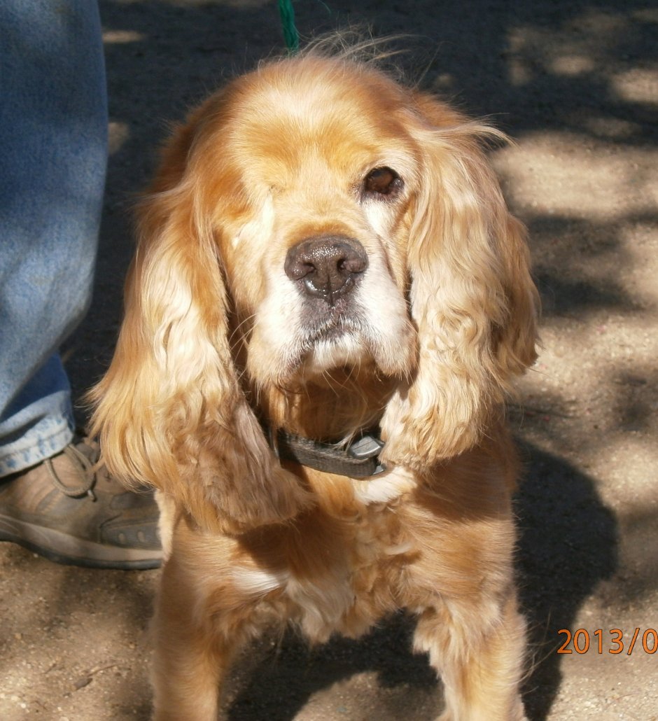 Английский кокер спаниель старый