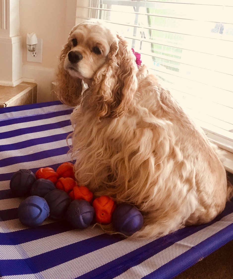 Средний вес английского кокер спаниеля