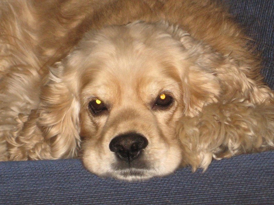 Японский кокер спаниель