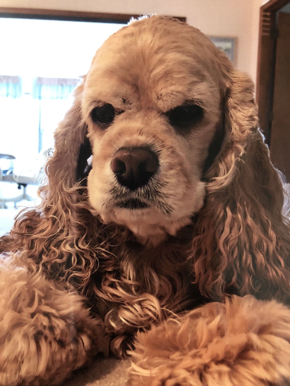 Английский кокер-спаниель