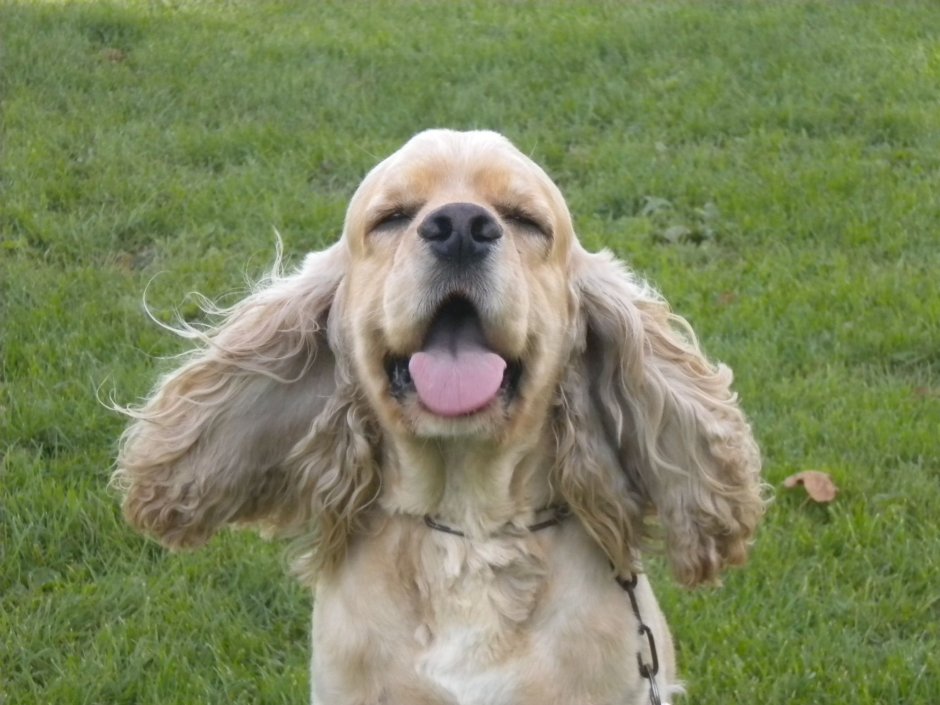 Кокер спаниель Джой