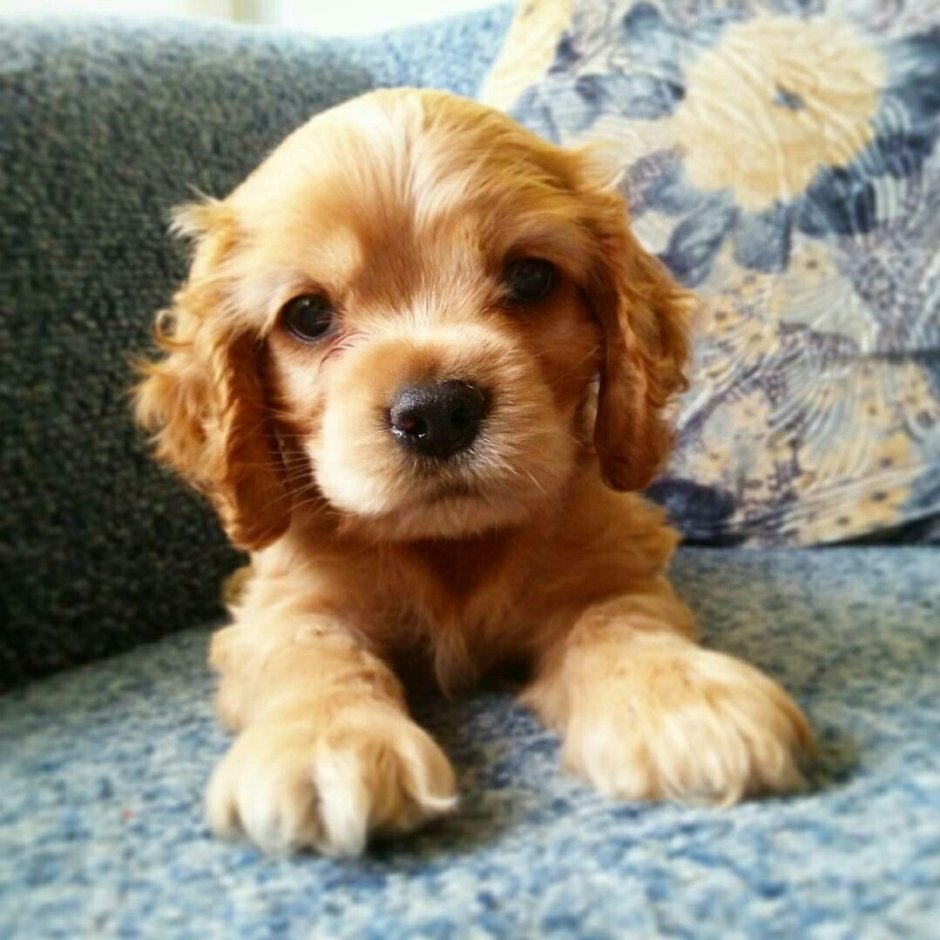 Американский кокер чемпион рлолдыфото