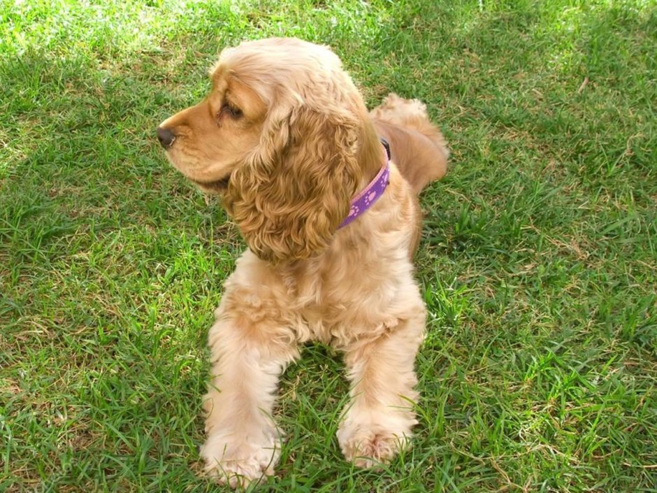 Английский кокер спаниель золотистый