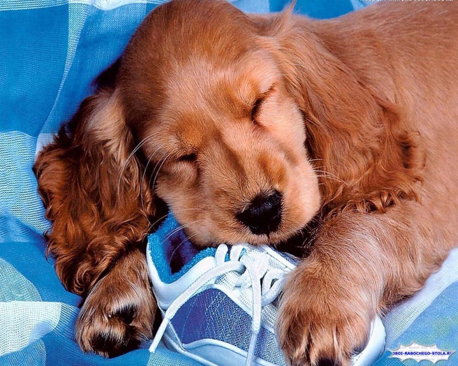 Английский кокер спаниель палевый