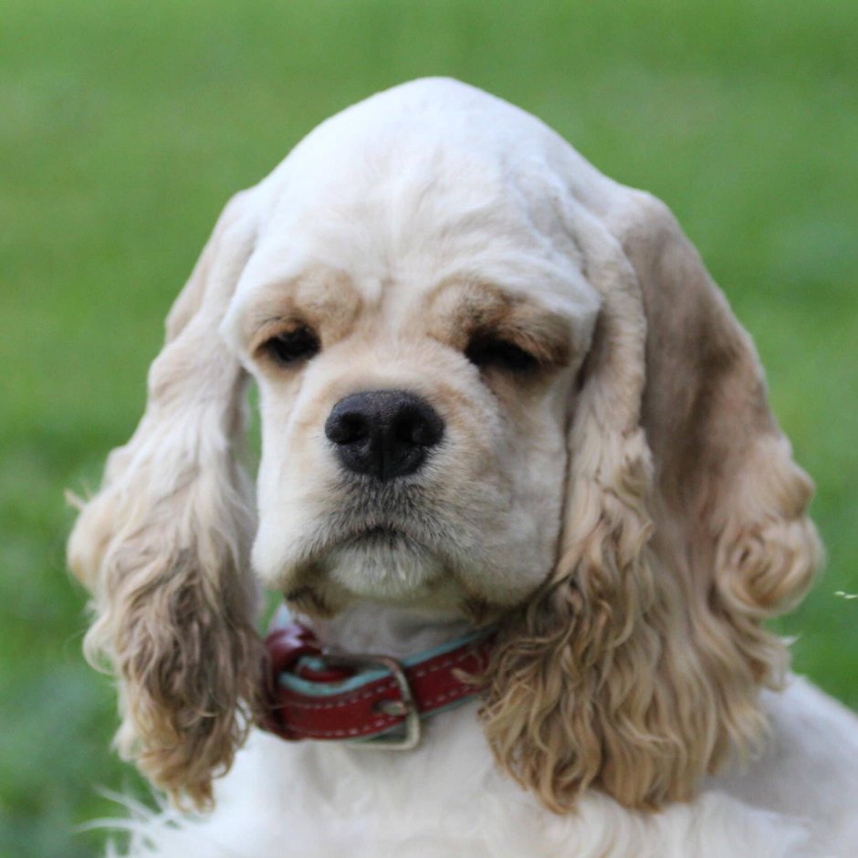 Американский кокер спаниель Королевский