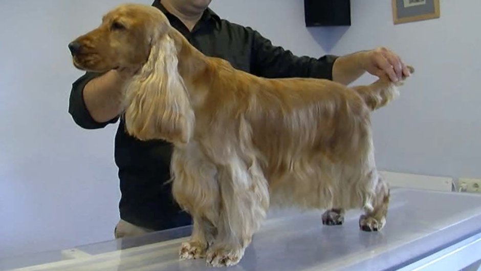 Кокер-спаниель английский американский