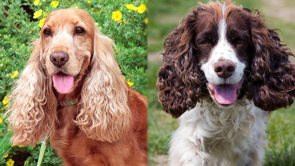 Американский спрингер спаниель