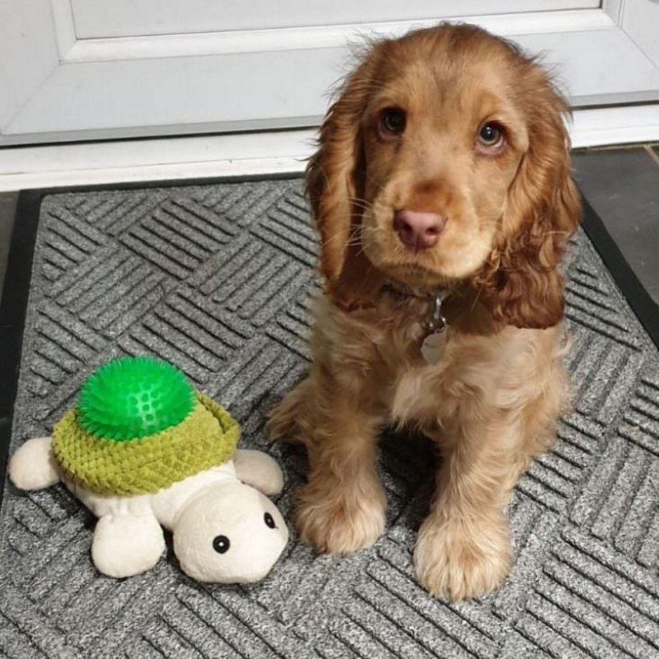 Американский кокер спаниель Беби фикс