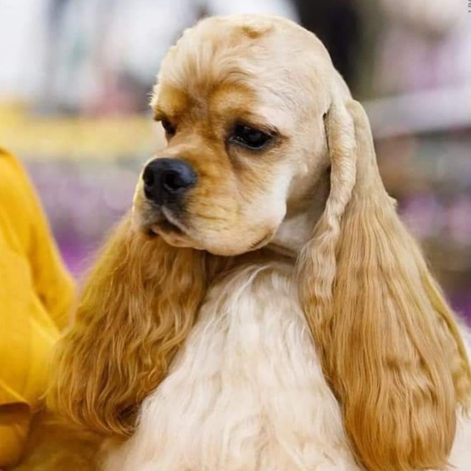 Мартин кокер спаниель