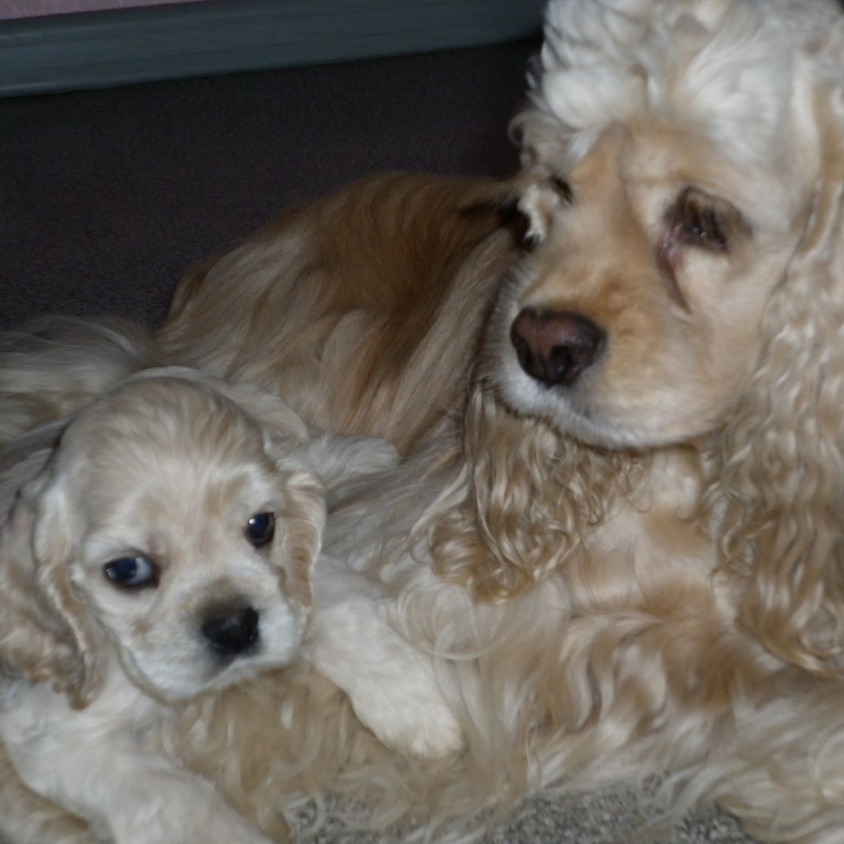 Лысый кокер спаниель