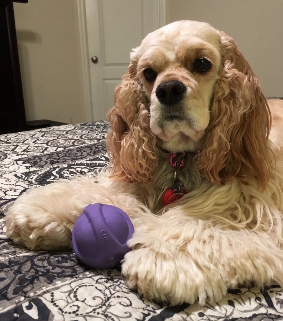 Американский кокер спаниель уши