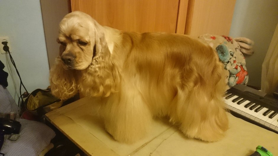 Порода собак кокер спаниель