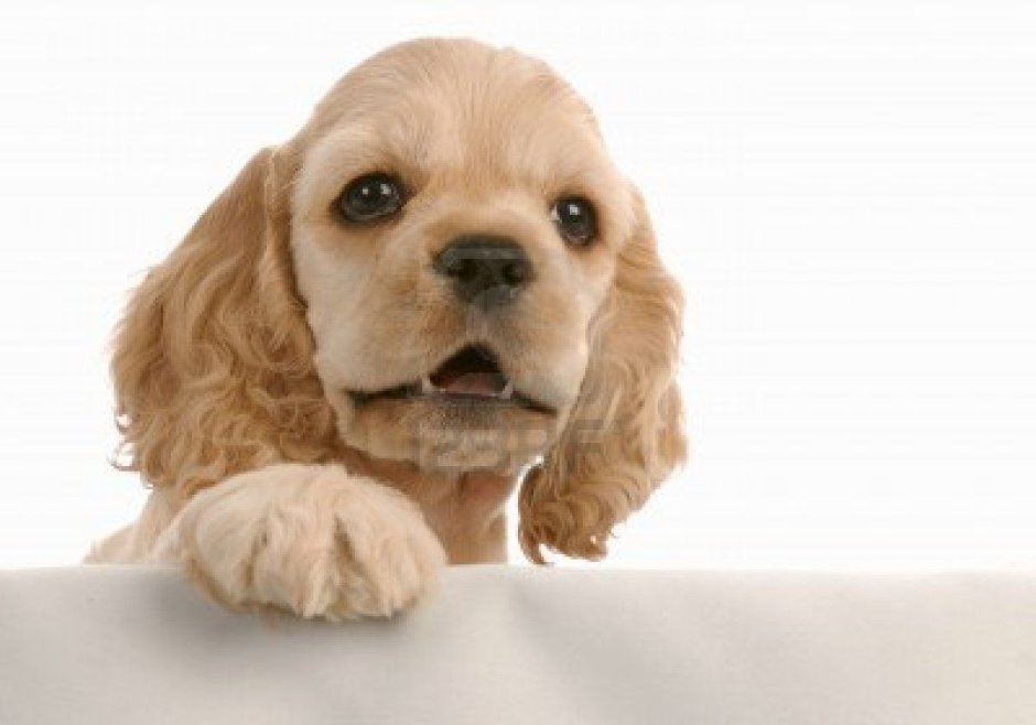 Английский кокер спаниель сидит