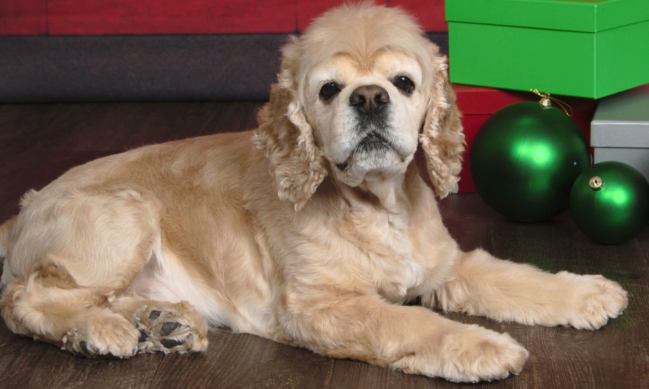 Английский кокер спаниель золотой