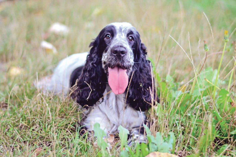 Американский кокер спаниэль