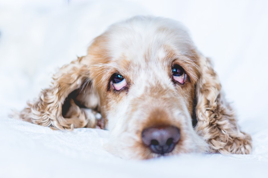 Кокер спаниель пятнистый