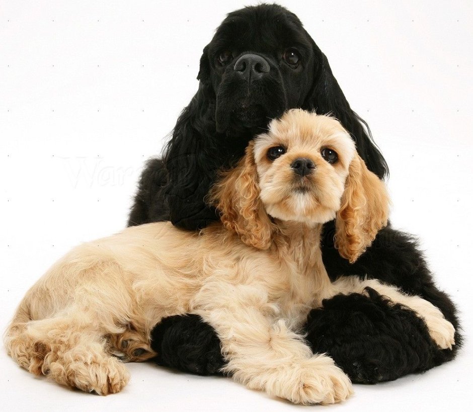 Американский кокер спаниель лежит