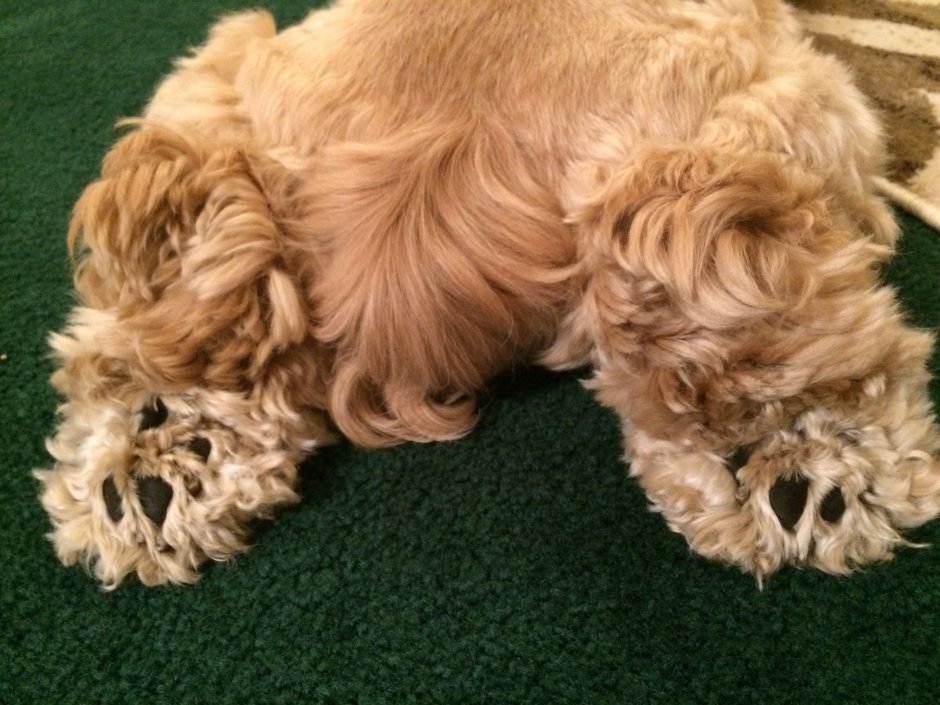 Американский кокер спаниель