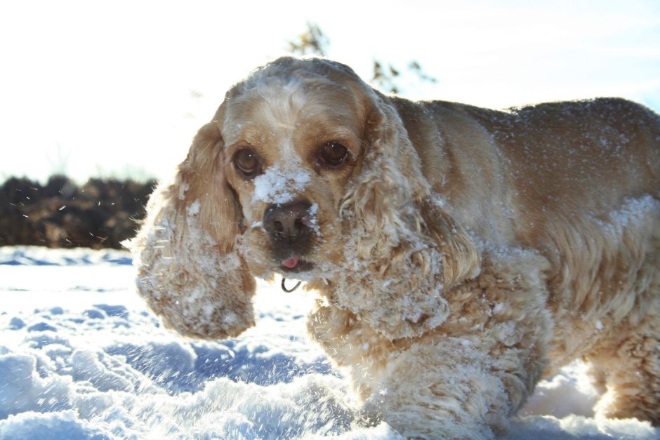 Американский кокер спаниель задние лапы